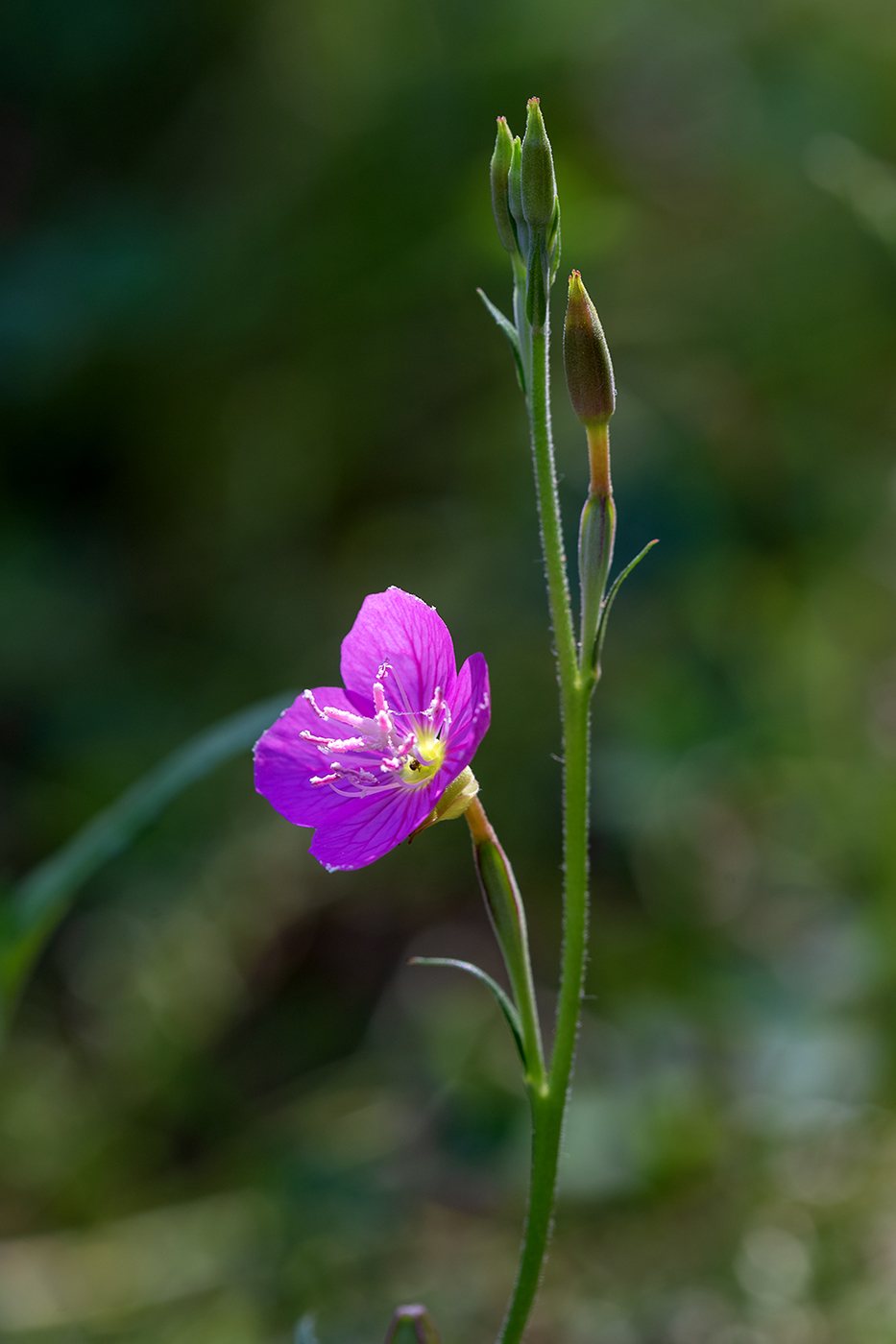 Image of Oenothera rosea specimen.