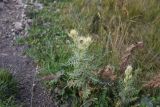 Cirsium obvallatum