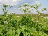 View full-size image Heracleum sosnowskyi