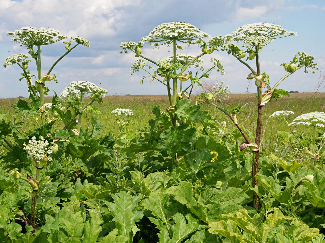 Изображение особи Heracleum sosnowskyi.