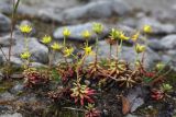 Saxifraga aizoides. Отцветающие растения. Кольский п-ов, Хибины, долина р. Вудъяврйок, прибрежный галечник. 09.08.2010.