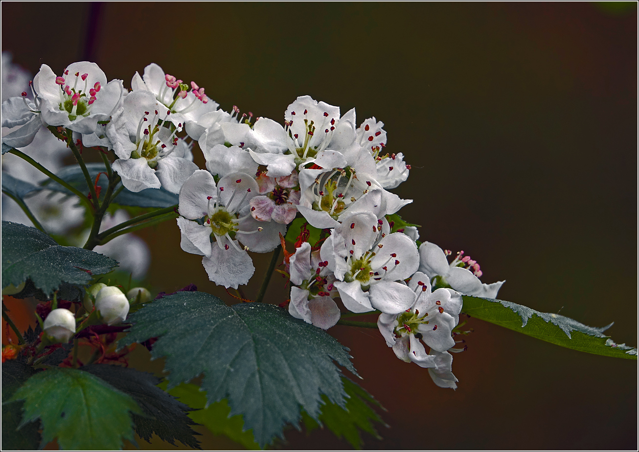 Image of genus Crataegus specimen.