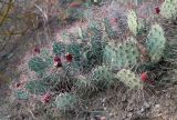Opuntia phaeacantha var. camanchica