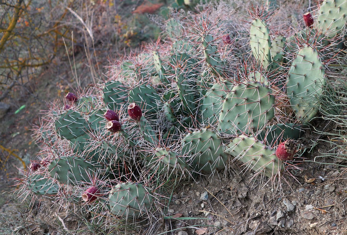 Image of Opuntia phaeacantha var. camanchica specimen.