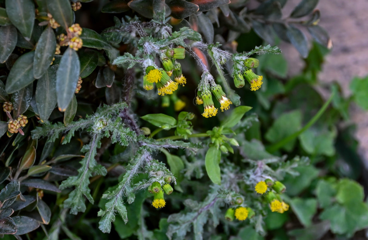 Image of Senecio vulgaris specimen.