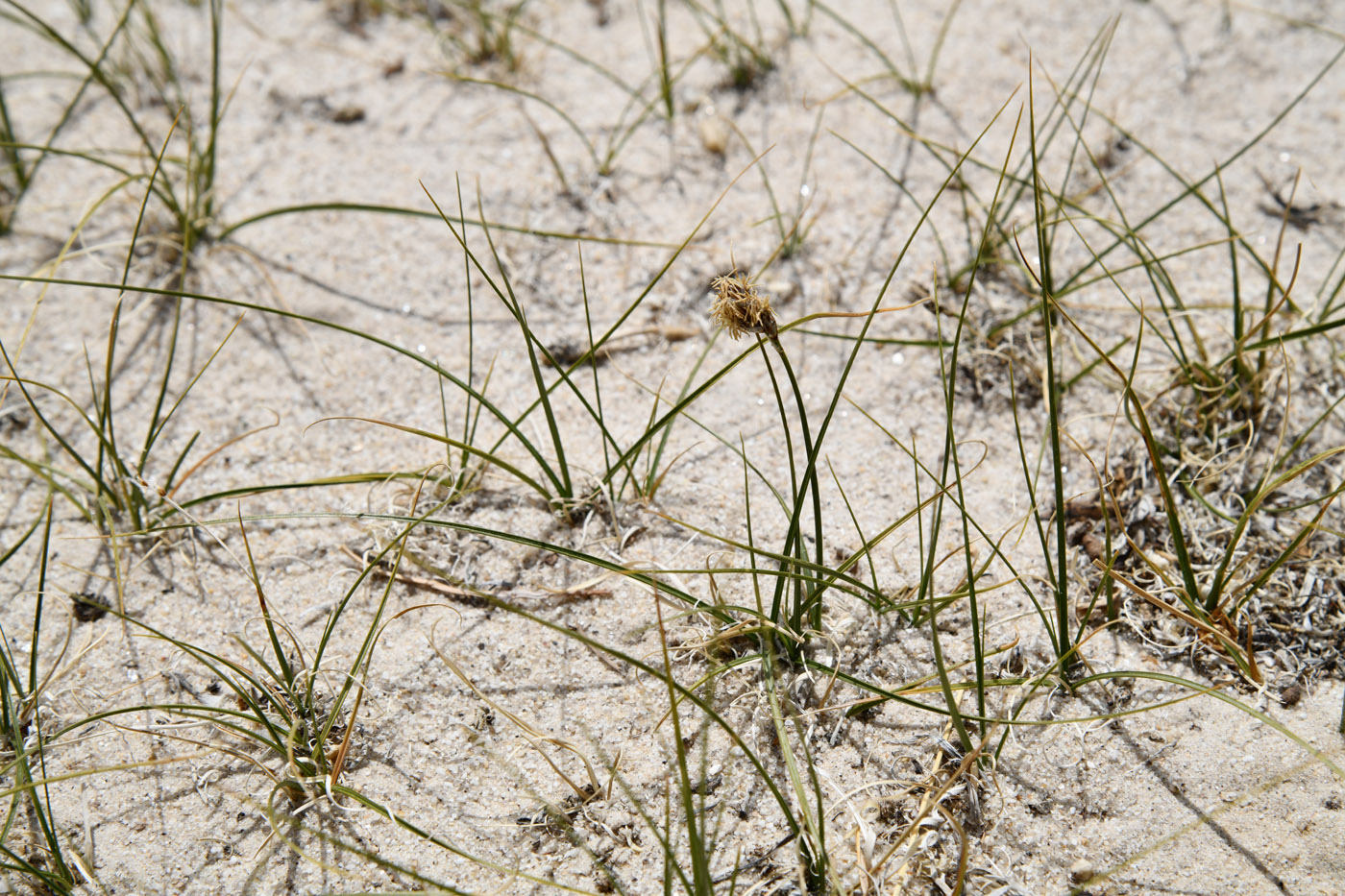Image of genus Carex specimen.