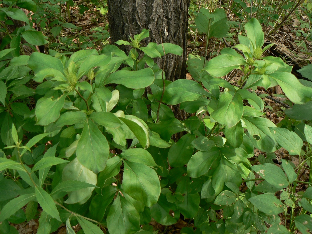 Image of Atractylodes ovata specimen.