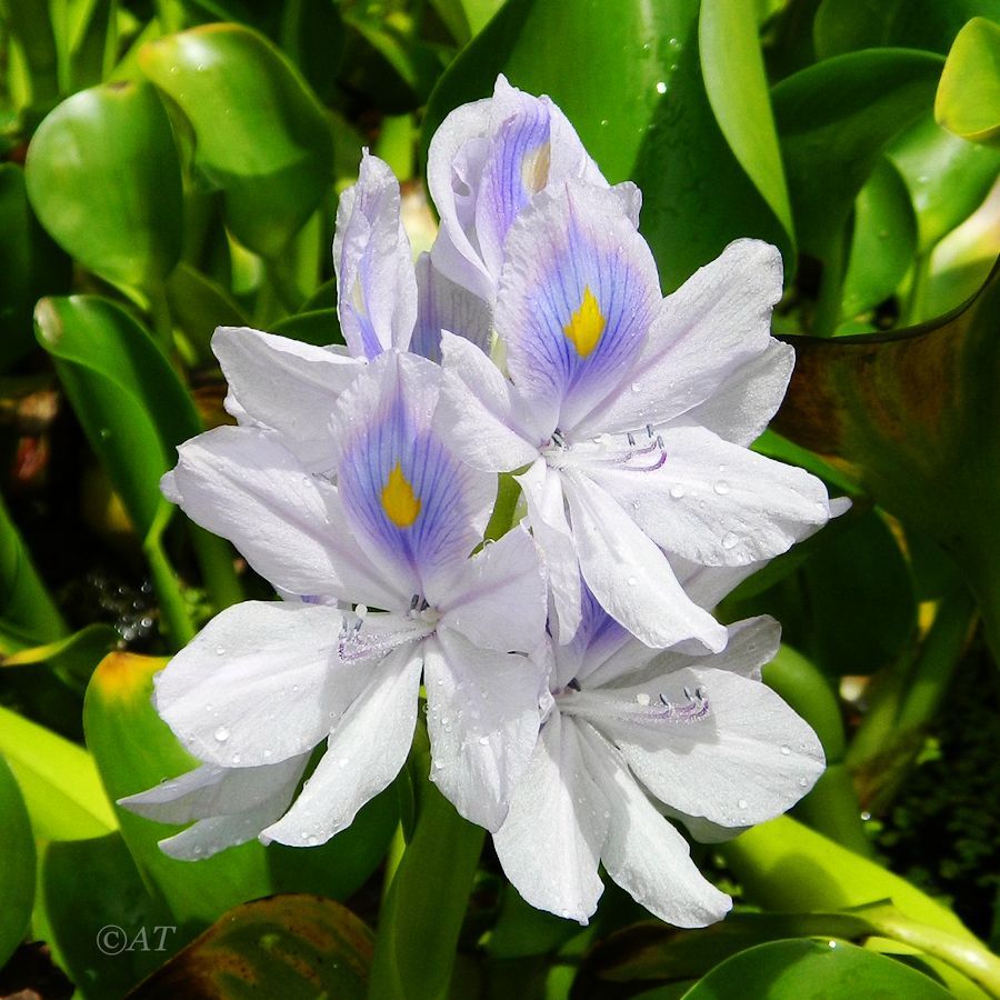Image of Eichhornia crassipes specimen.