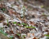 genus Corydalis