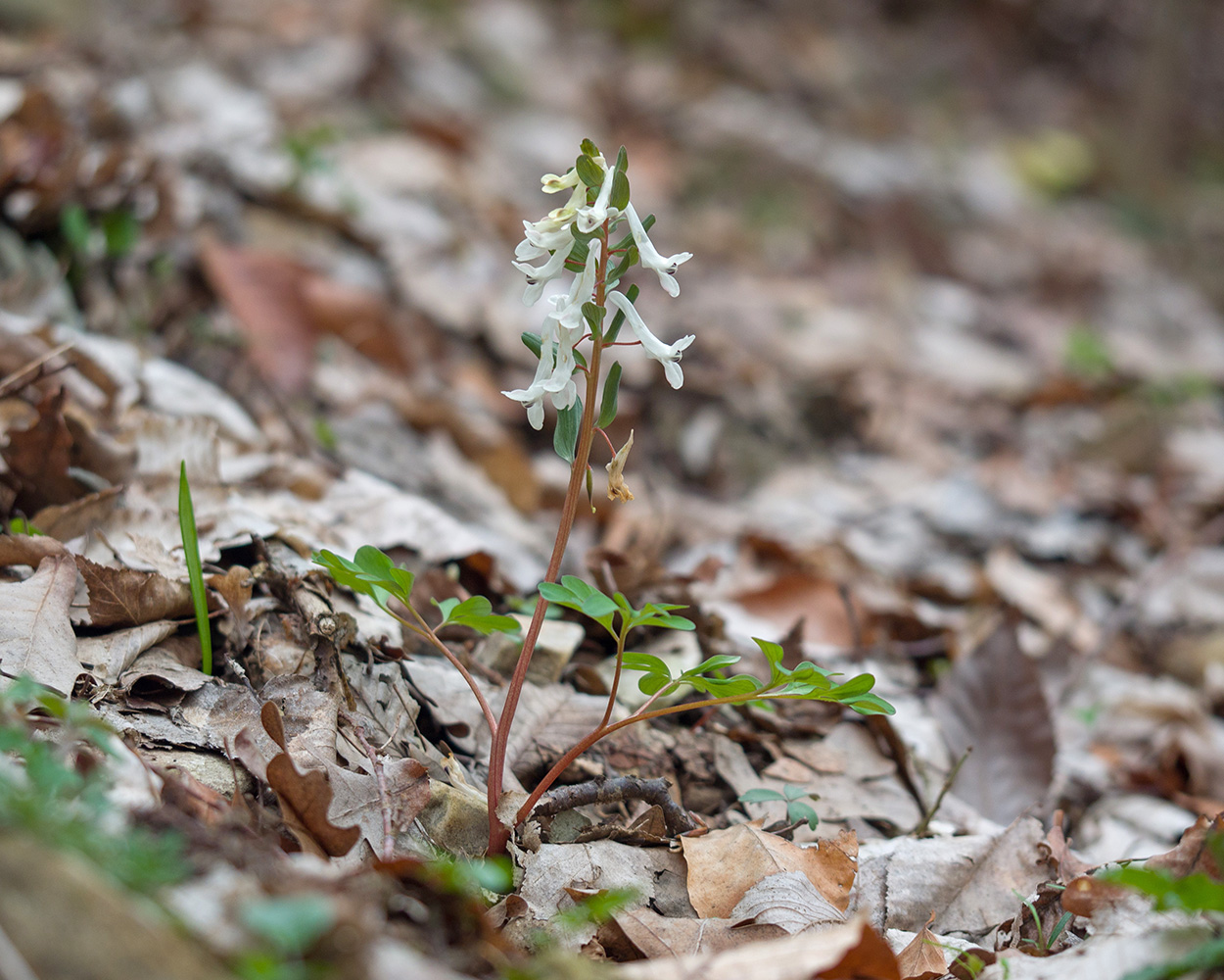 Изображение особи род Corydalis.