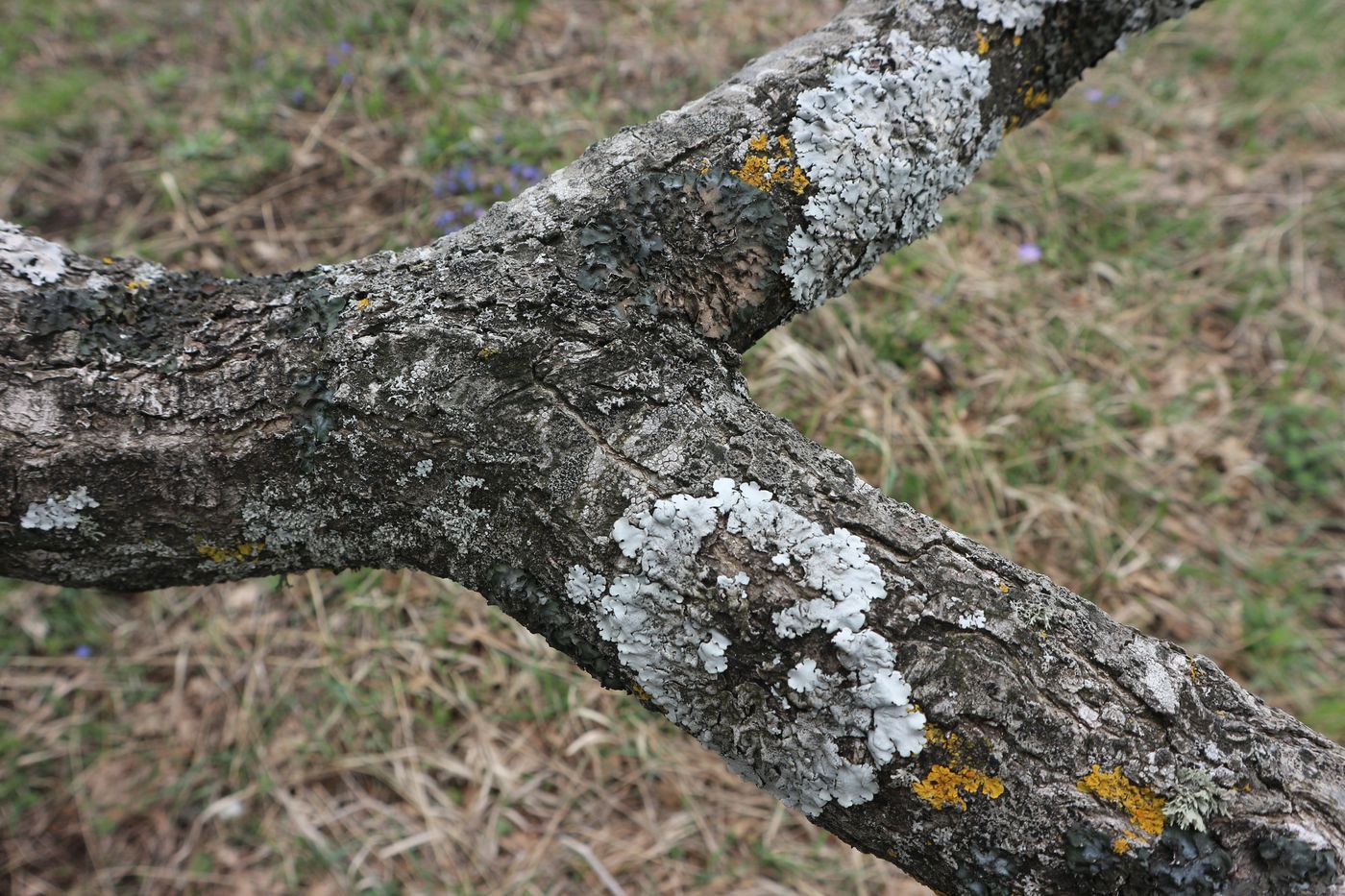 Изображение особи род Quercus.