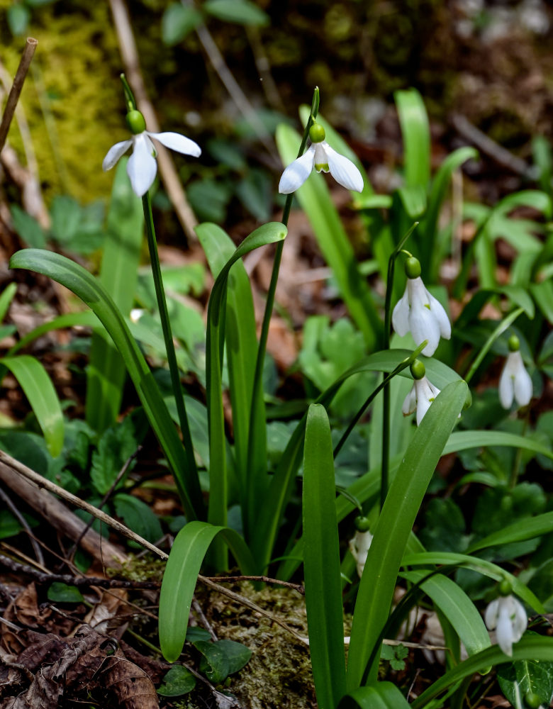 Изображение особи Galanthus woronowii.