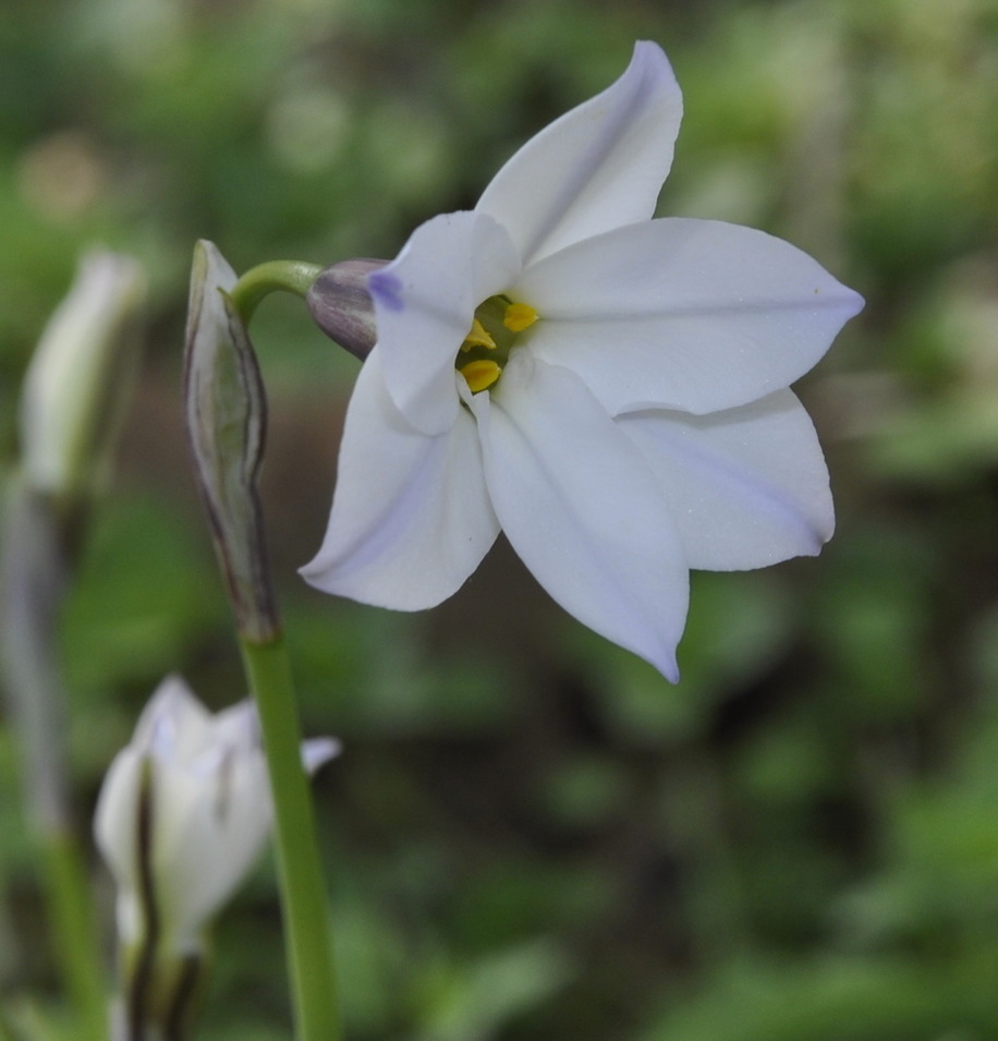 Изображение особи Ipheion uniflorum.