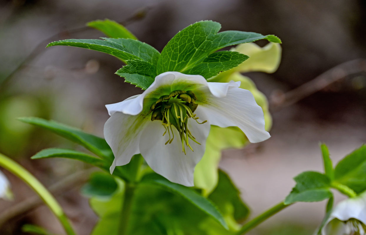 Image of Helleborus caucasicus specimen.