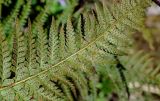 Polystichum aculeatum. Верхушка вайи с сорусами (вид на абаксиальную поверхность). Краснодарский край, Сочи, Хостинский р-н, ущ. р. Хоста, Тисово-самшитовая роща, опушка смешанного леса. 10.03.2025.