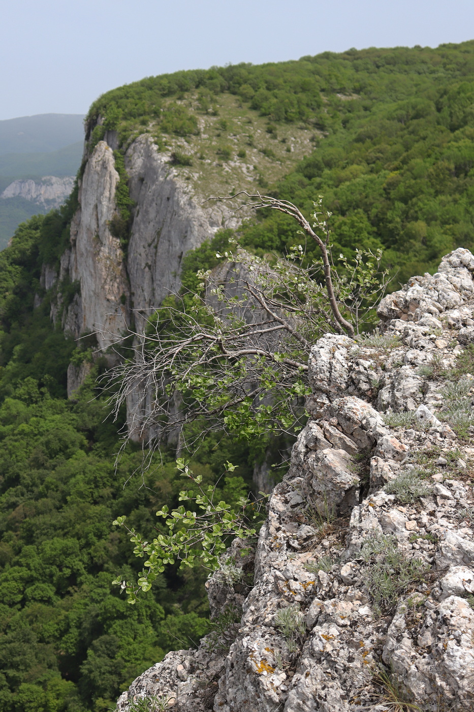 Image of Sorbus taurica specimen.