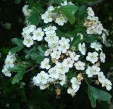 genus Crataegus