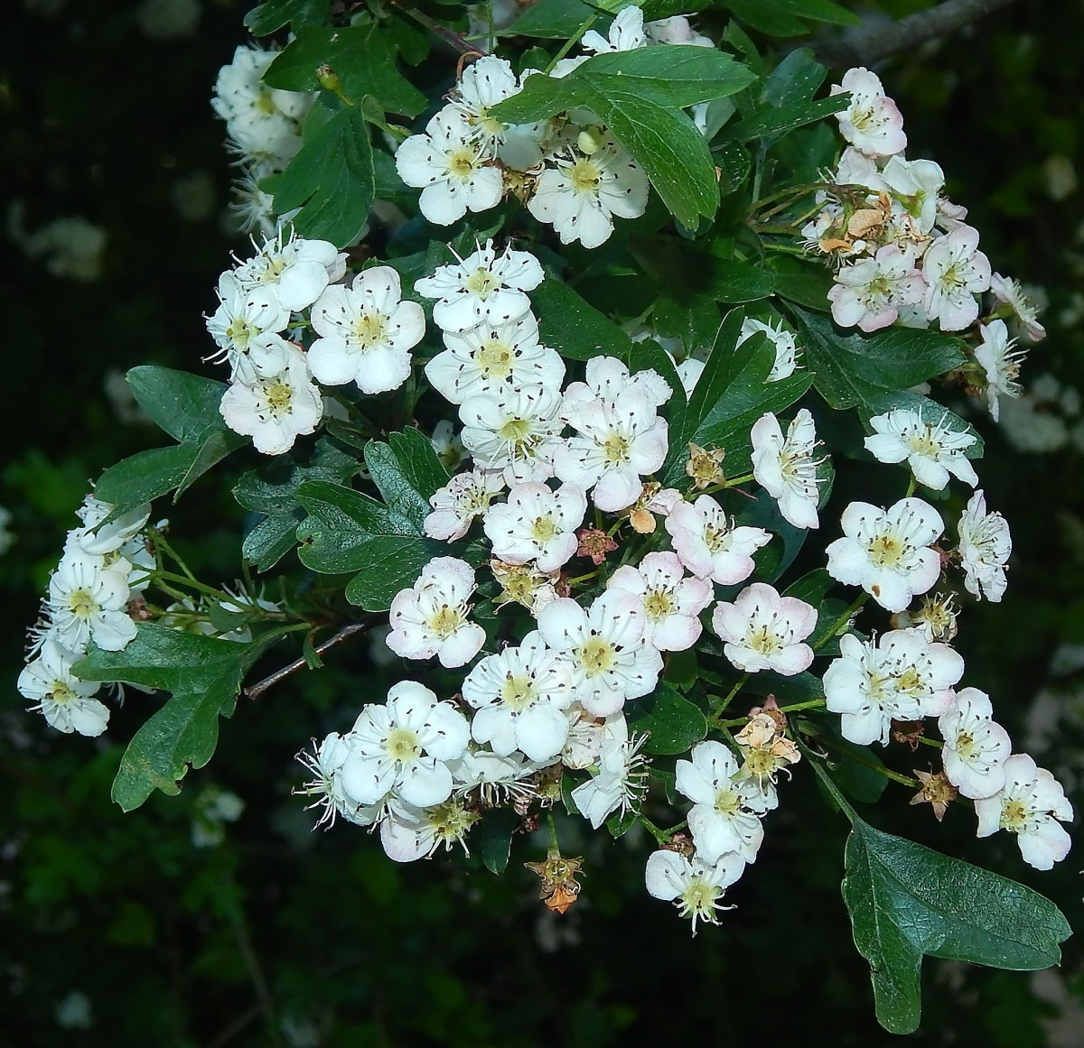 Image of genus Crataegus specimen.