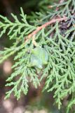Platycladus orientalis. Веточка с шишкой. Узбекистан, Андижанская обл., окр. г. Асака, адыры, окр. небольшого водохранилища. 07.06.2025.
