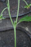 Fragaria moschata. Часть побега. Московская обл., г. Подольск, берег р. Пахра, под густой кроной деревьев. 04.06.2025.