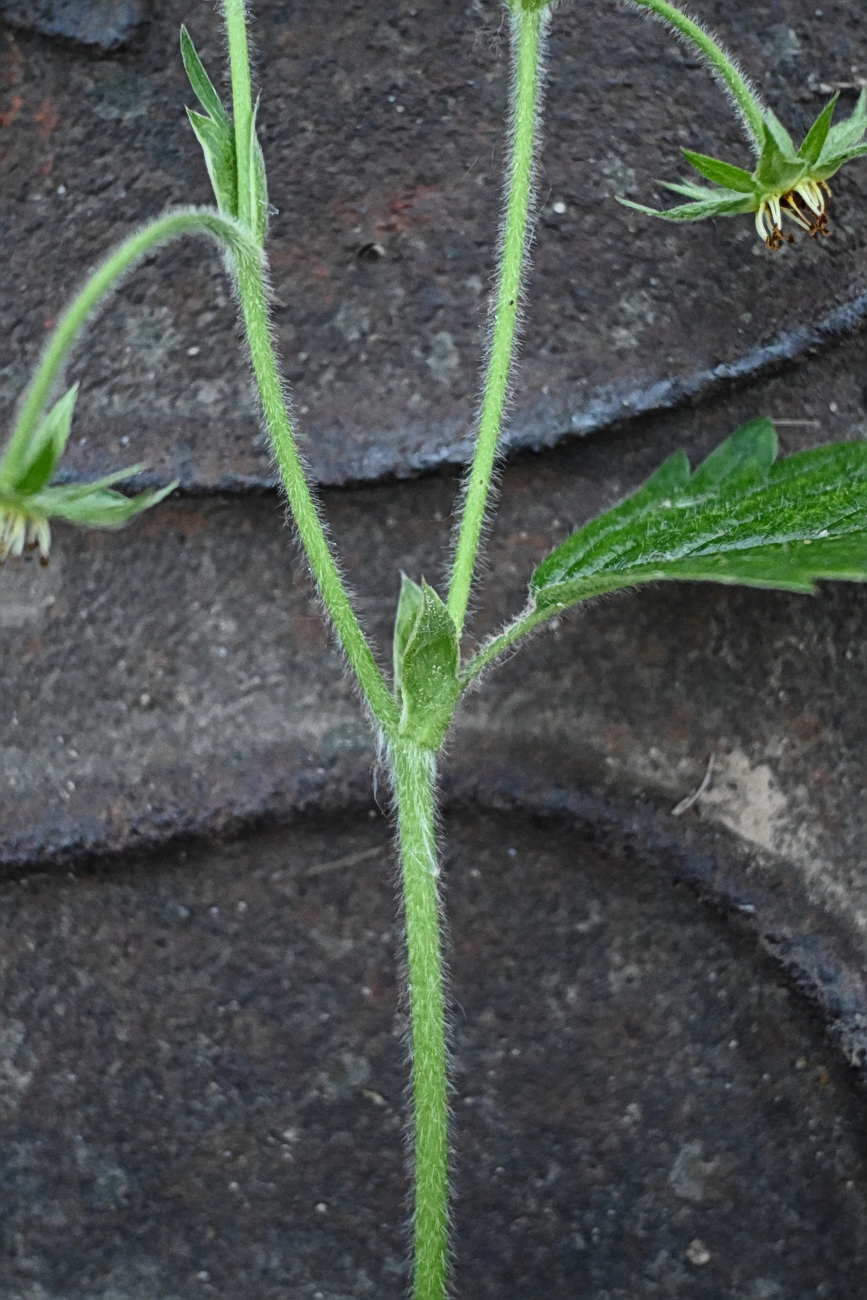 Изображение особи Fragaria moschata.