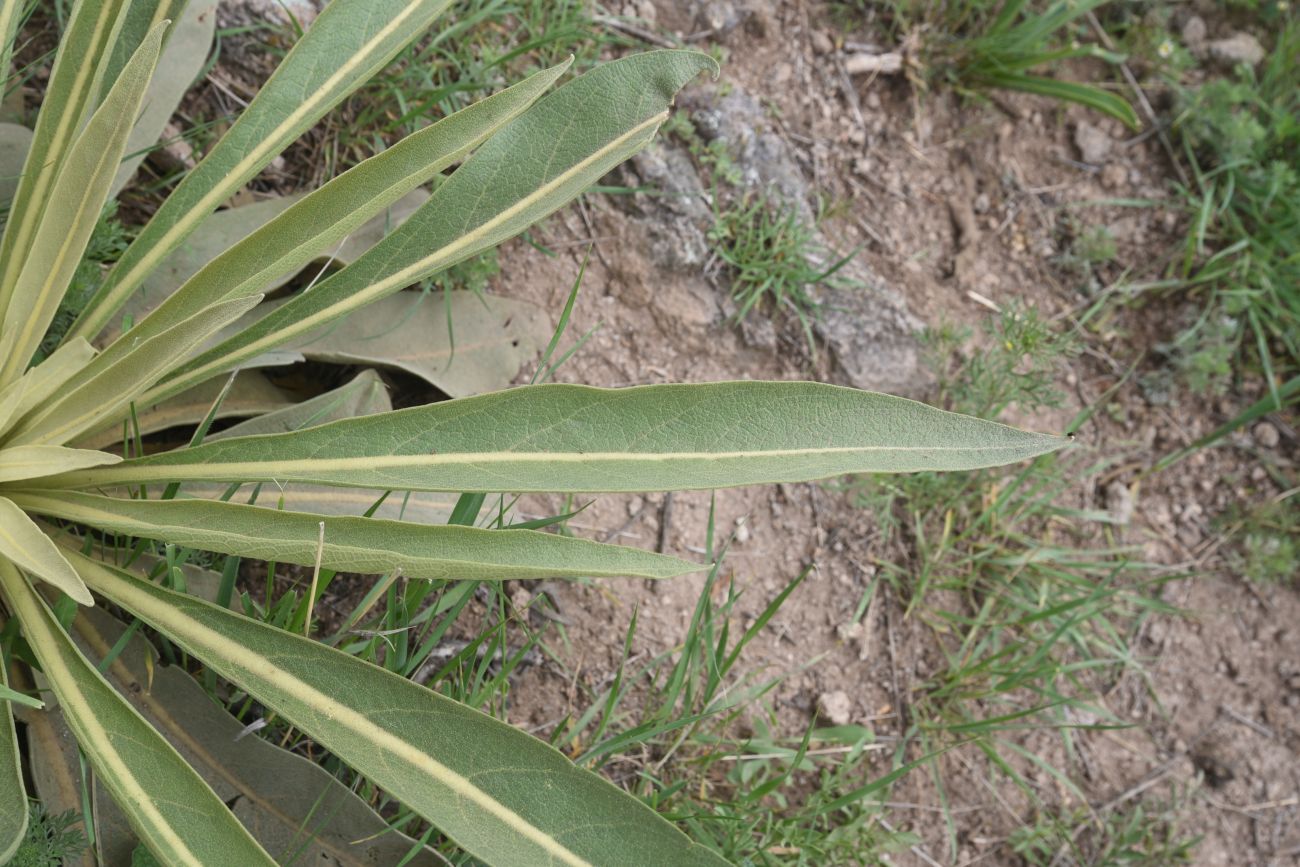 Image of genus Verbascum specimen.