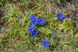 семейство Gentianaceae