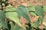 Celtis caucasica. Части побегов. Узбекистан, Ташкентская обл., южный склон Чаткальского хр., басс. р. Ахангаран, окр. г. Янгиабад, ущ. р. Джакиндек, подножье каменистого склона. 17.07.2021.