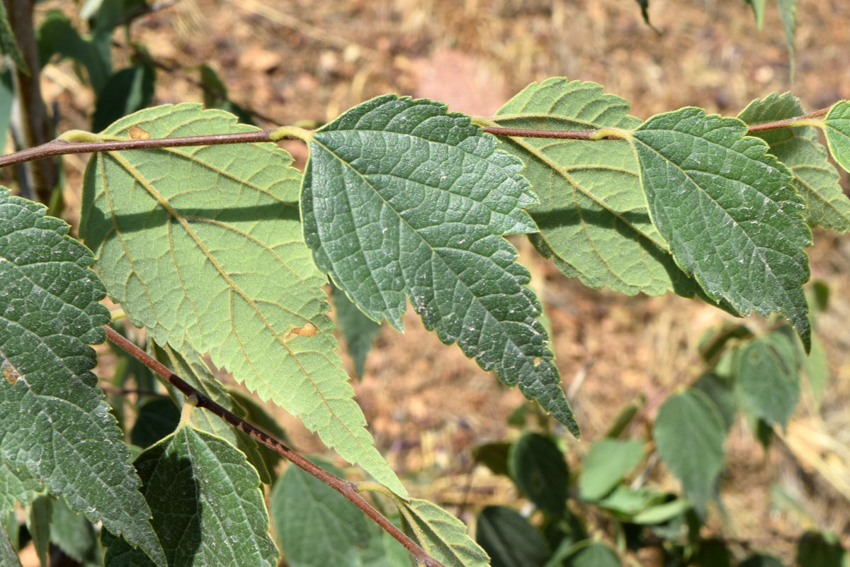 Изображение особи Celtis caucasica.