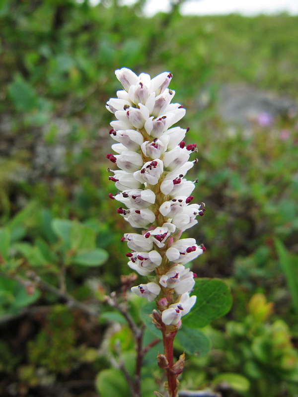 Image of Bistorta vivipara specimen.