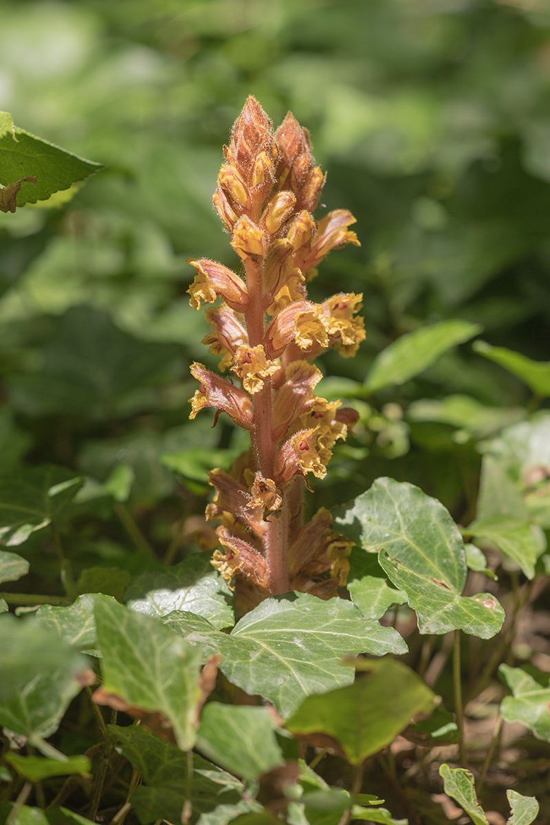 Изображение особи род Orobanche.