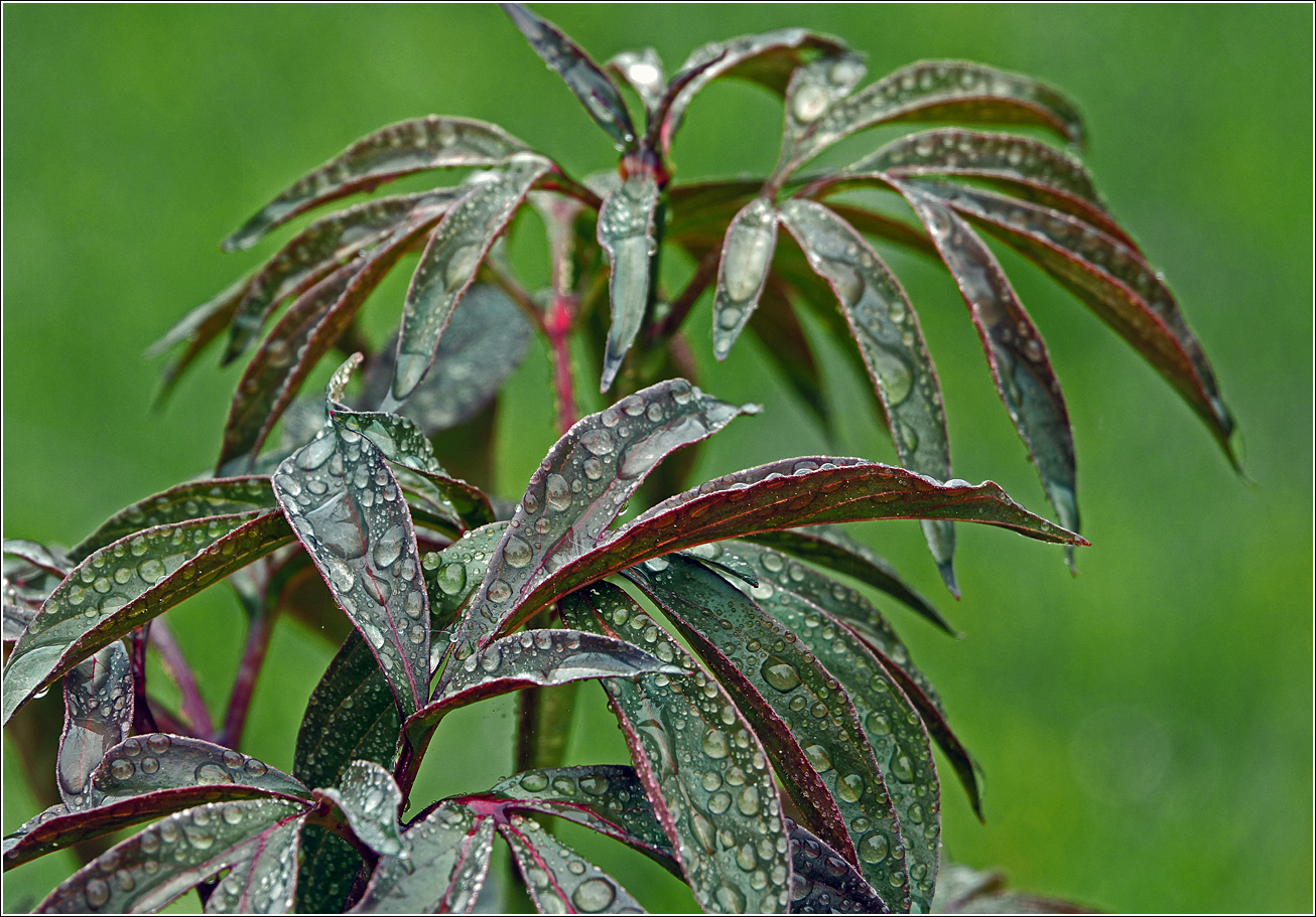 Image of Paeonia lactiflora specimen.