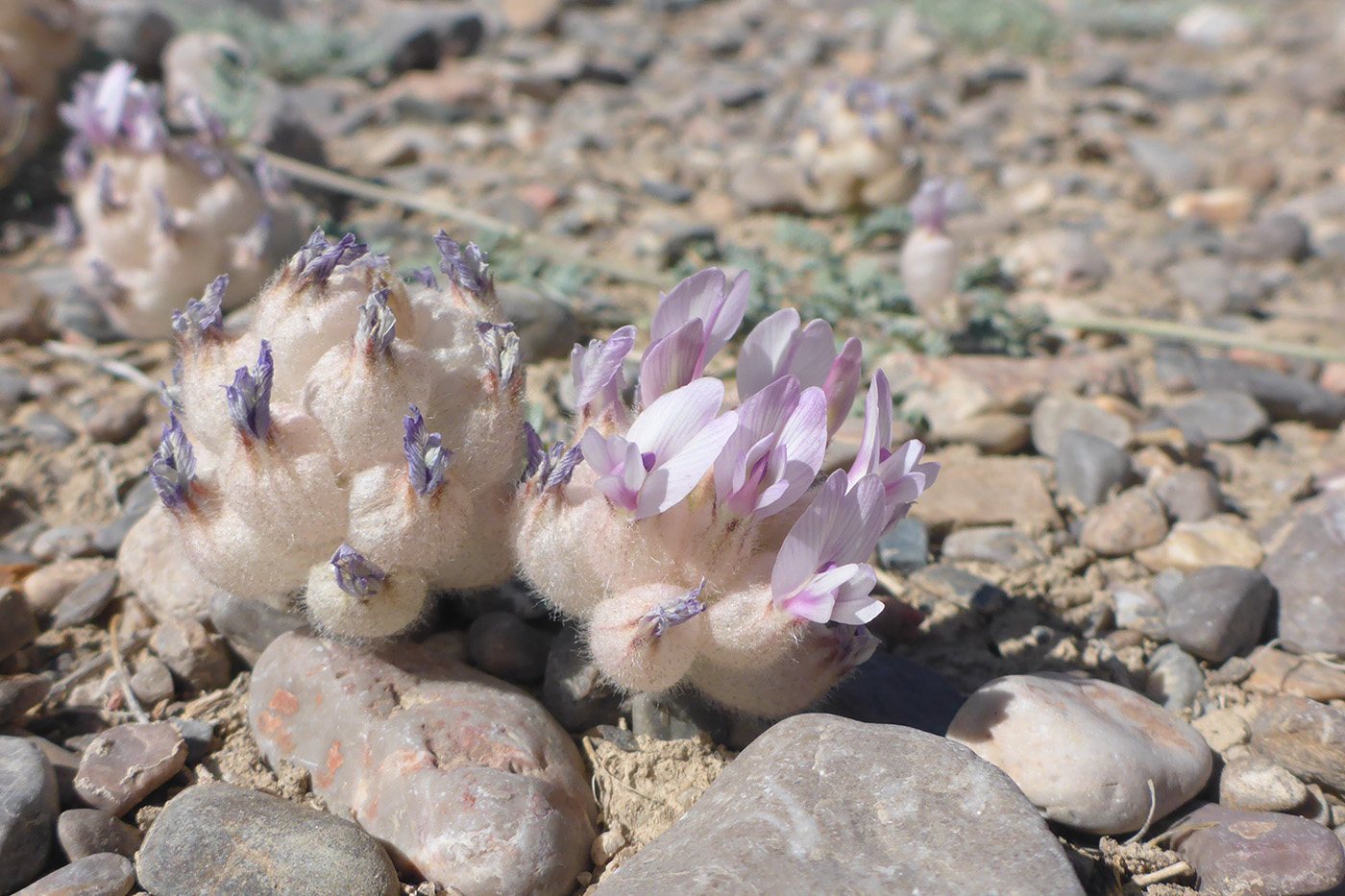 Image of Astragalus nivalis specimen.