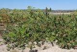 Oxybasis chenopodioides. Цветущие растения. Крым, Бахчисарай, вдхр. Эгиз-Оба, обнажившееся после спада воды глинистое дно. 21.09.2025.