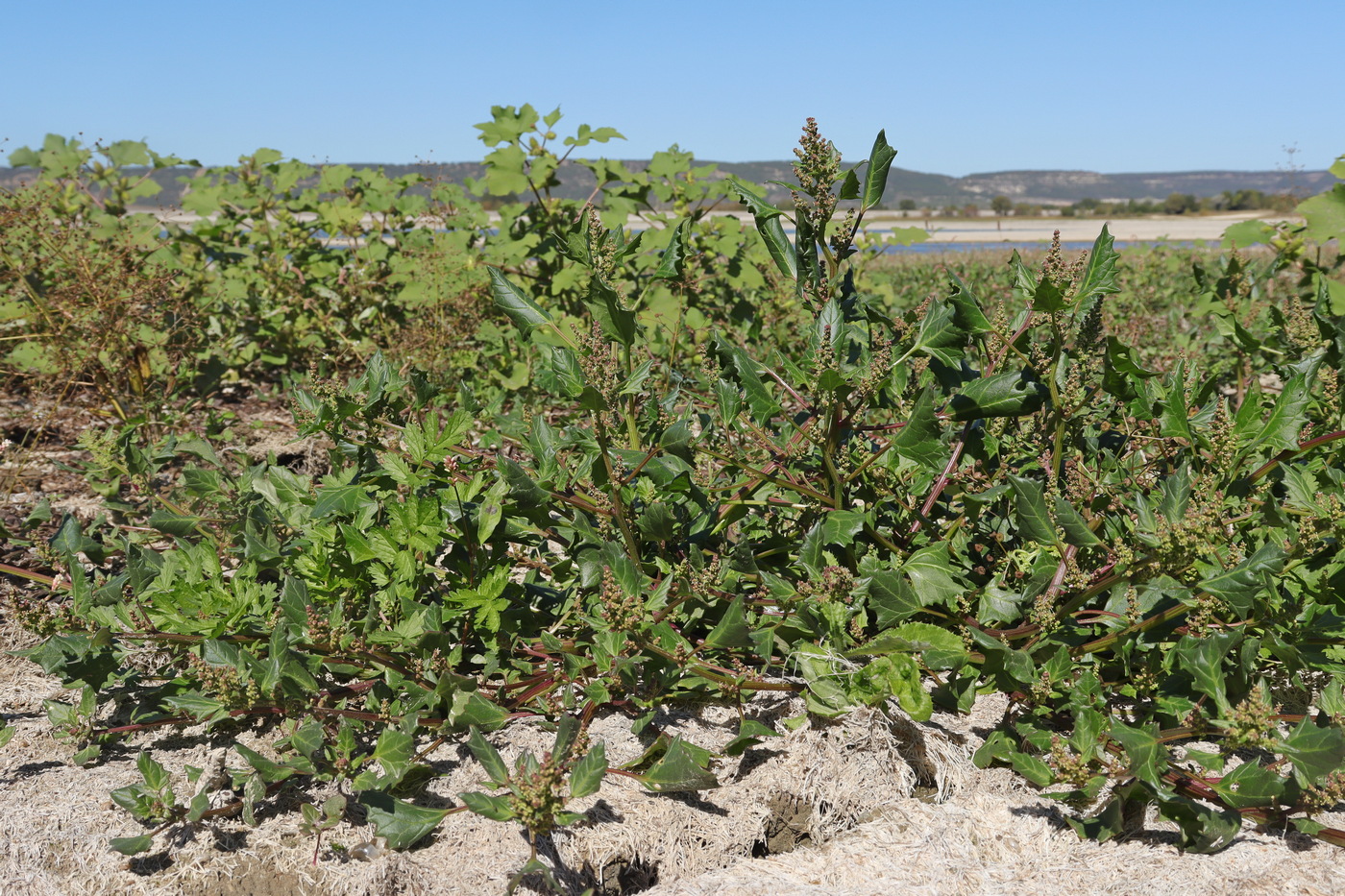 Image of Oxybasis chenopodioides specimen.