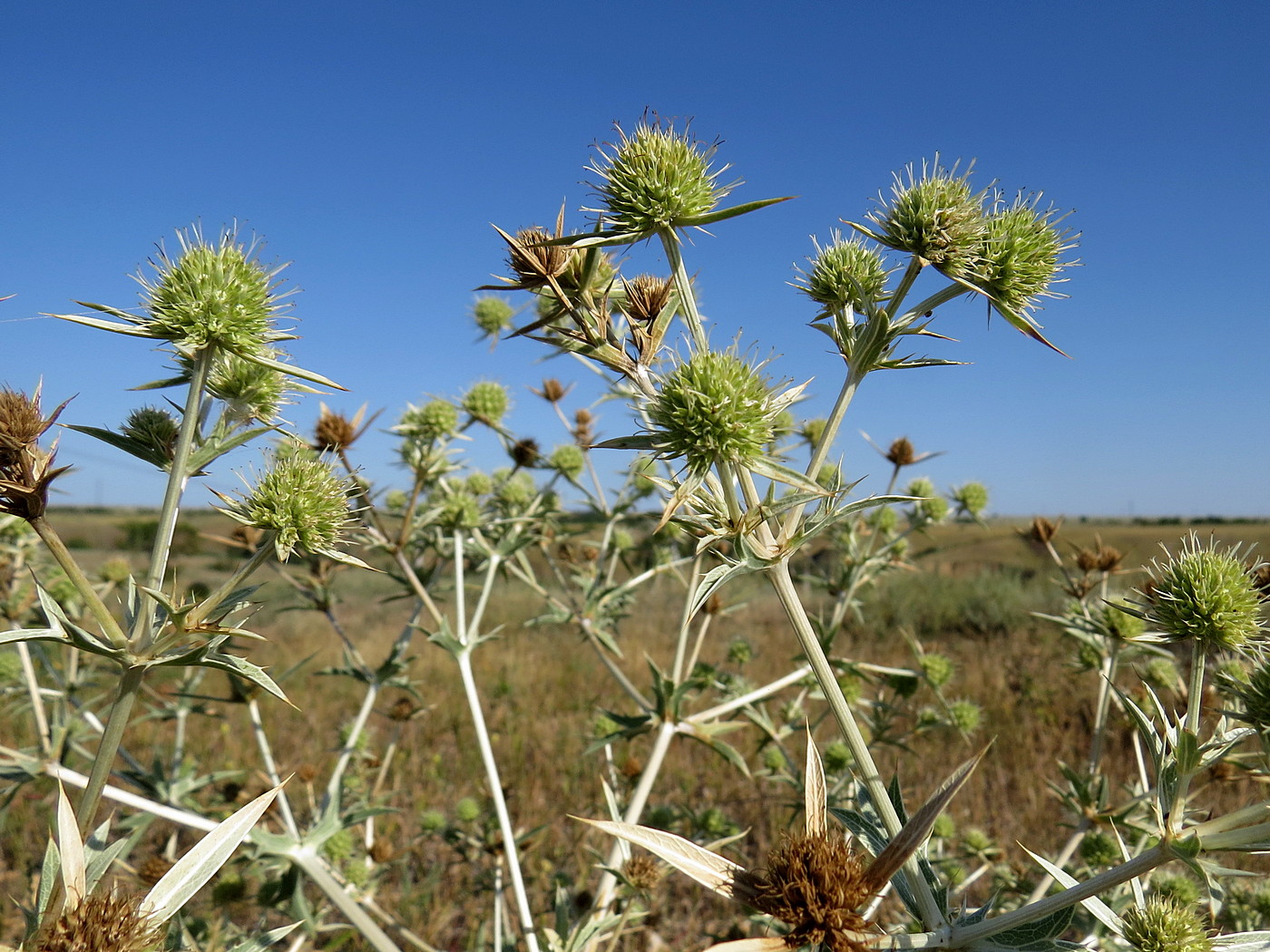 Image of Eryngium campestre specimen.