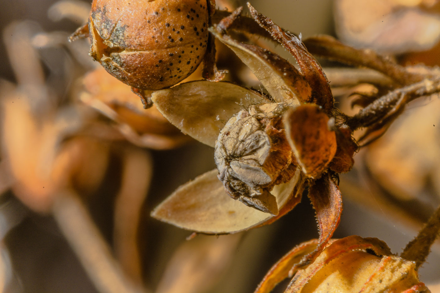 Image of Lysimachia vulgaris specimen.