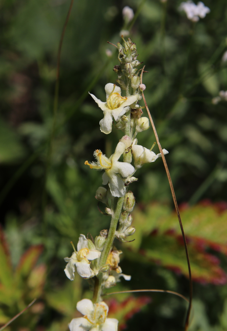 Image of Verbascum lychnitis specimen.
