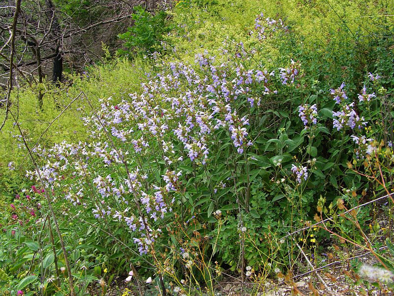 Изображение особи Salvia tomentosa.