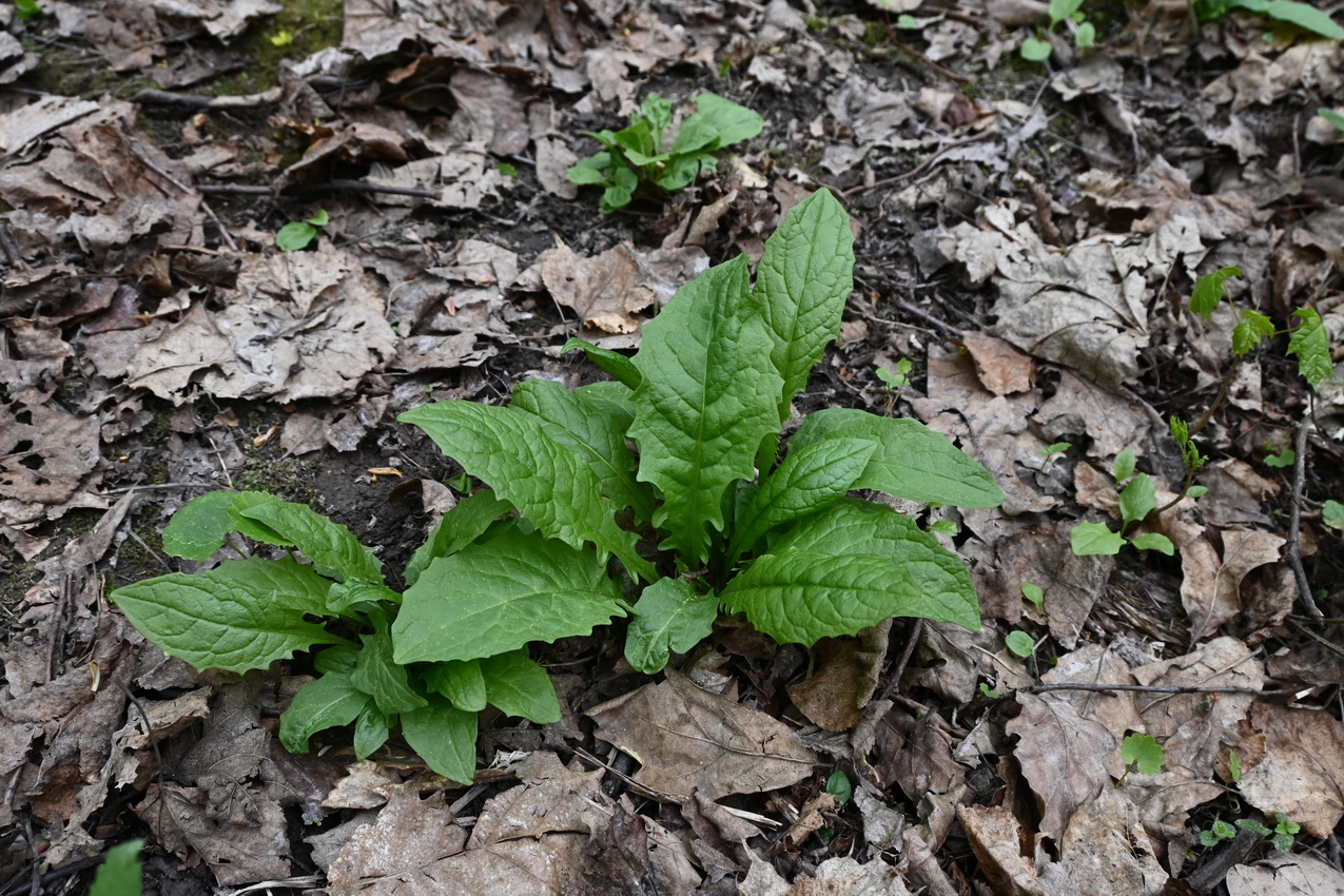 Image of genus Crepis specimen.