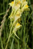 Linaria vulgaris