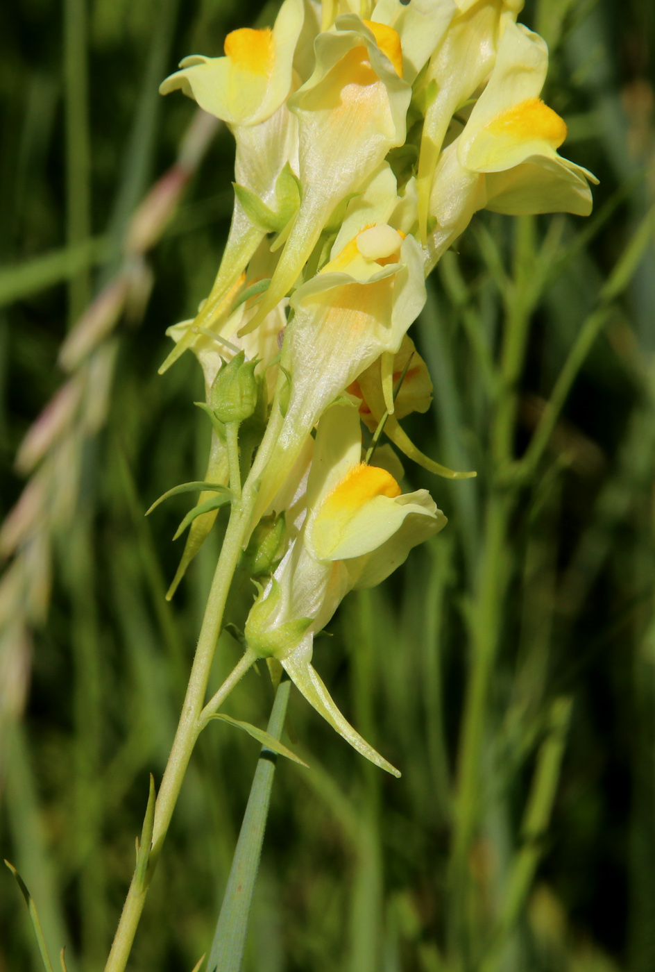 Image of Linaria vulgaris specimen.