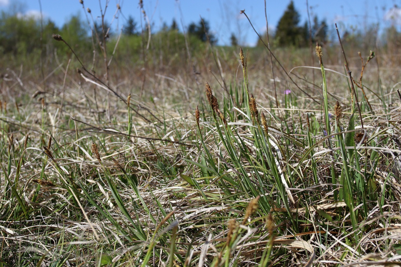 Изображение особи Carex panicea.