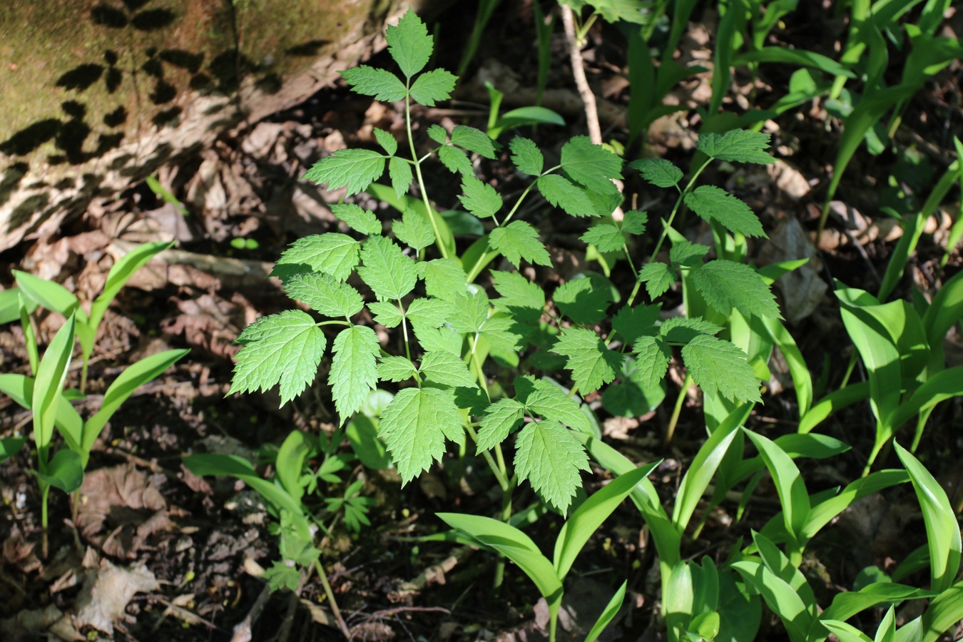 Изображение особи Actaea spicata.