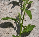 неопознанный вид. Часть стебля. Тульская обл., Заокский р-н, Бутиково, садовый участок. 13.07.2025.