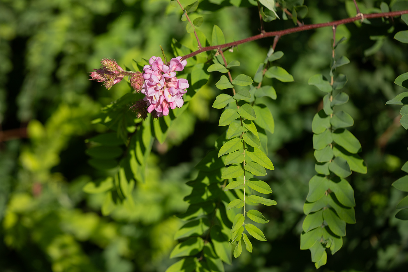 Image of Robinia viscosa specimen.
