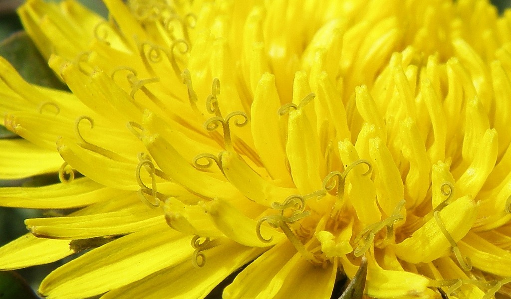 Image of genus Taraxacum specimen.