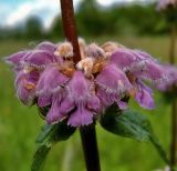 Phlomoides tuberosa