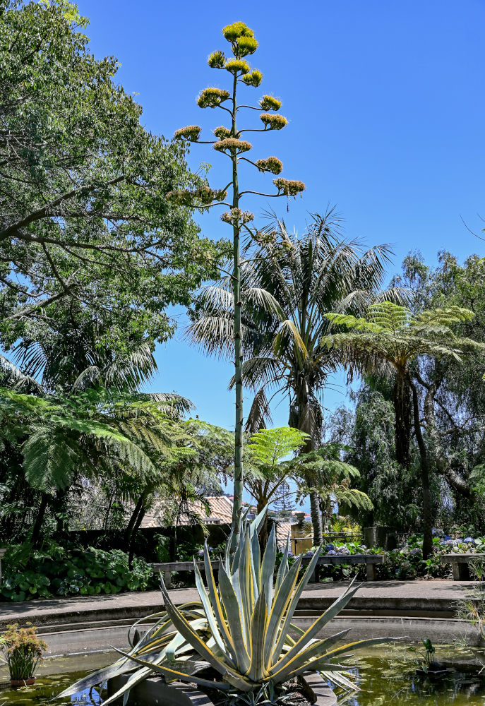 Изображение особи Agave americana var. marginata.