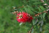 Callistemon citrinus